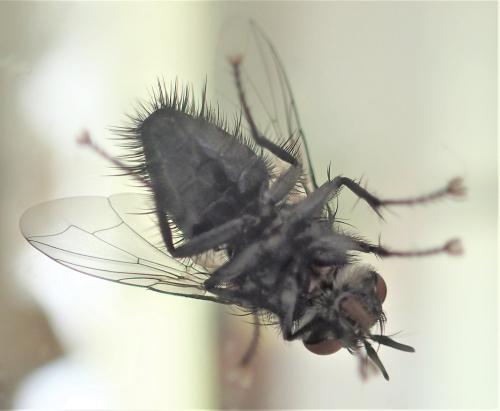 Exorista sp.